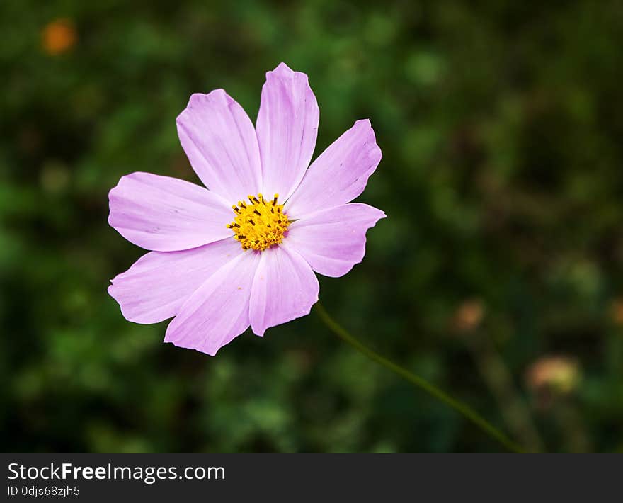 Bright pink flower on dark green background closeup. Bright pink flower on dark green background closeup