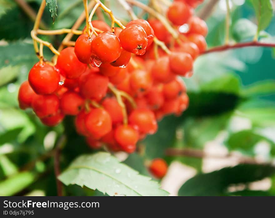 Bunch of red rowan with raindrops closeup