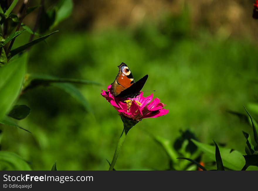 In the summer garden Pink beautiful flower with a beautiful butterfly insect on a green background. In the summer garden Pink beautiful flower with a beautiful butterfly insect on a green background