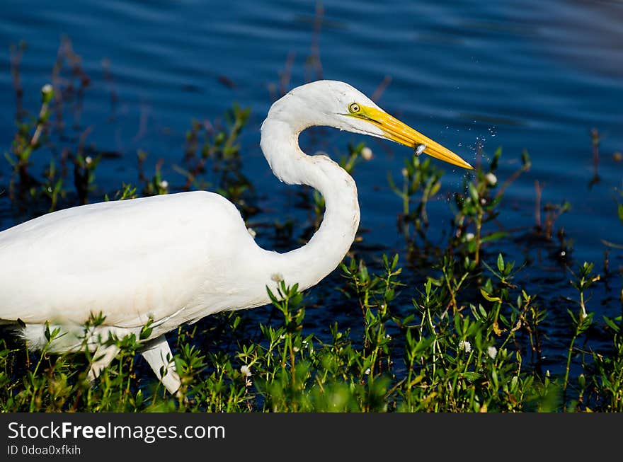 Great Egret Fishing