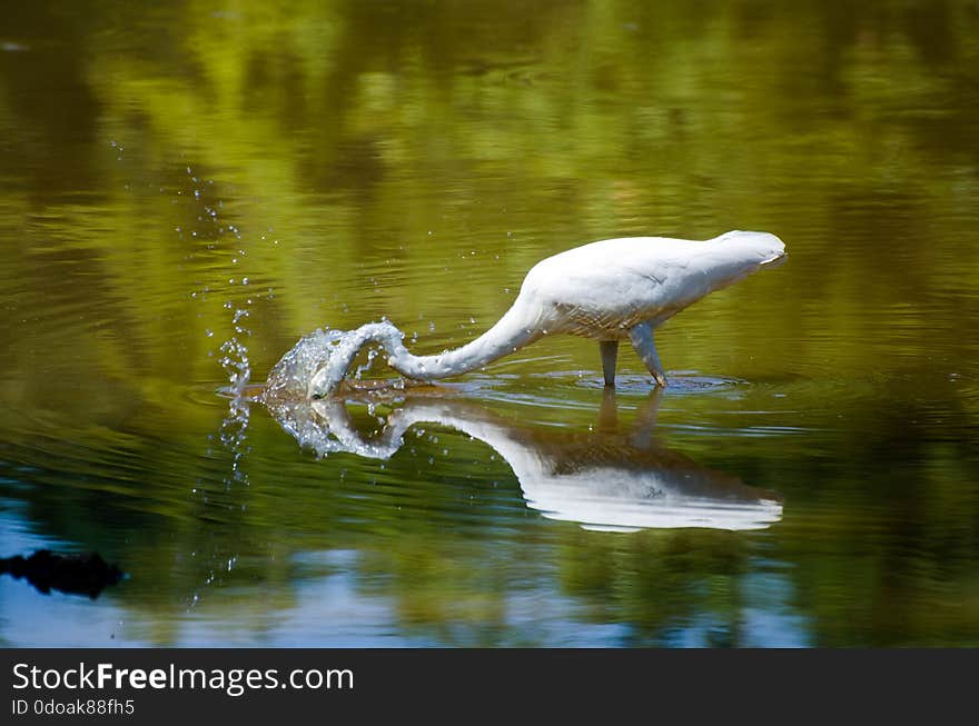 Egret spearing fish