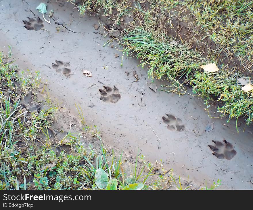 Traces Of Large Dog Imprinted In Mud