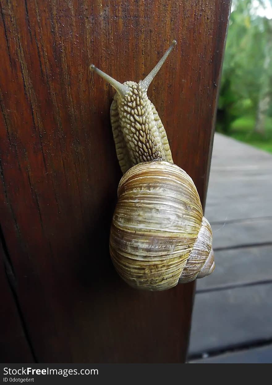 Snail crawling up wooden board outdoors summer. Snail crawling up wooden board outdoors summer