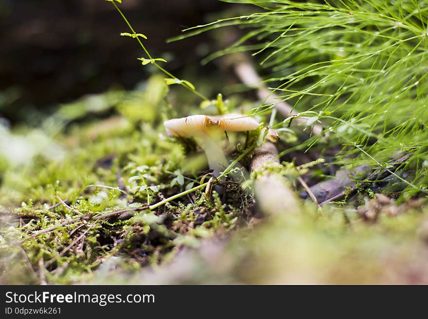 Mushroom in the grass in a good day