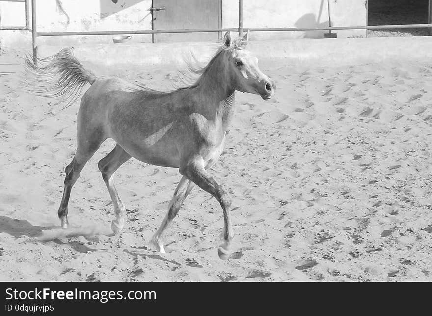 Arabian Horse in a sandy ranch