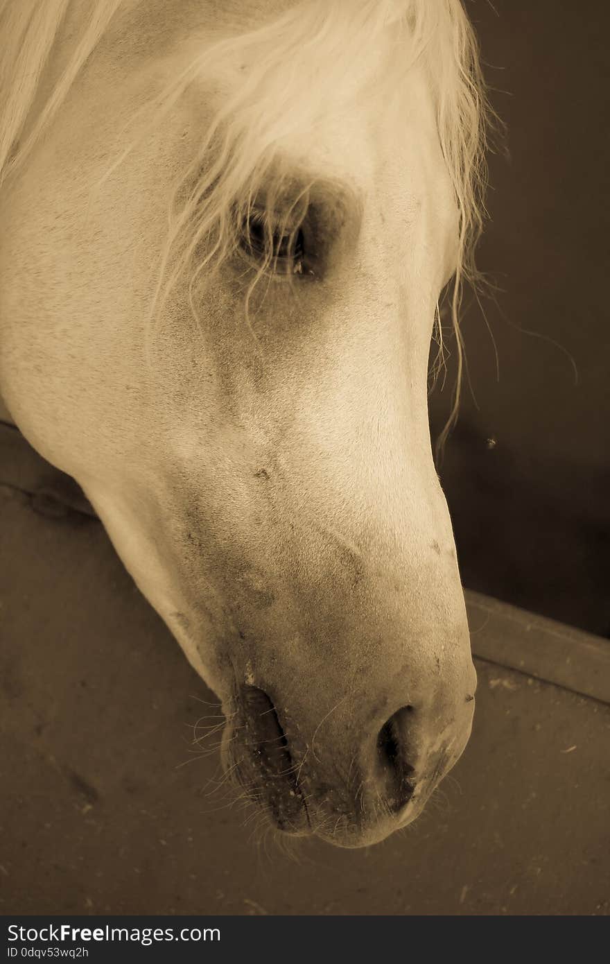 Featuring Arabian Horse in a sandy field in sunny day. Featuring Arabian Horse in a sandy field in sunny day