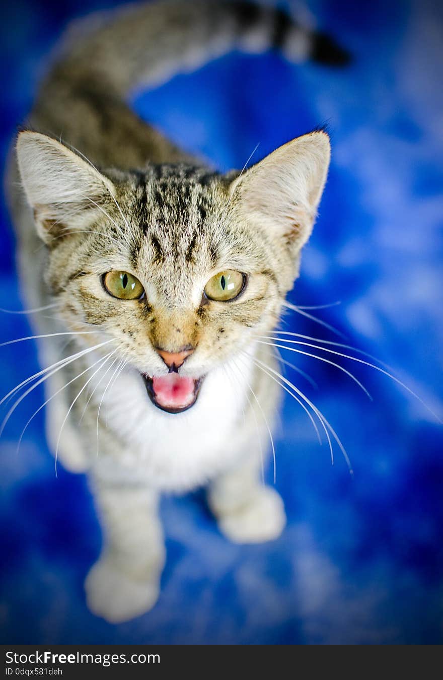 Tabby Kitten Meow Studio Adoption Portrait Animal Shelter Humane Society