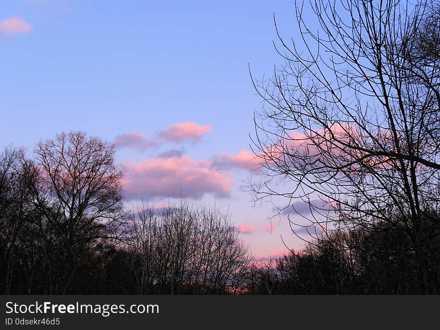 Evening Sky with Silhouettes of Trees