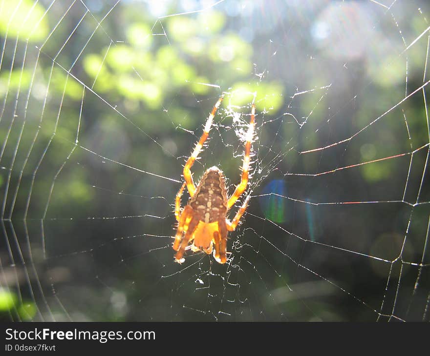 Spider spins cobweb in the shade of trees. Spider spins cobweb in the shade of trees