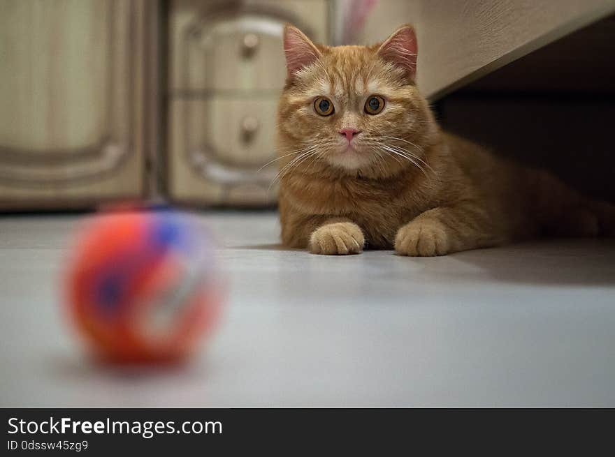 Let's play together! Very often domestic cats love to play with each other and various toys. Favorite game for cat is a small ball that a cat rolls along the floor. Often two cats looking at the same ball, waiting for one of them first begin to play.