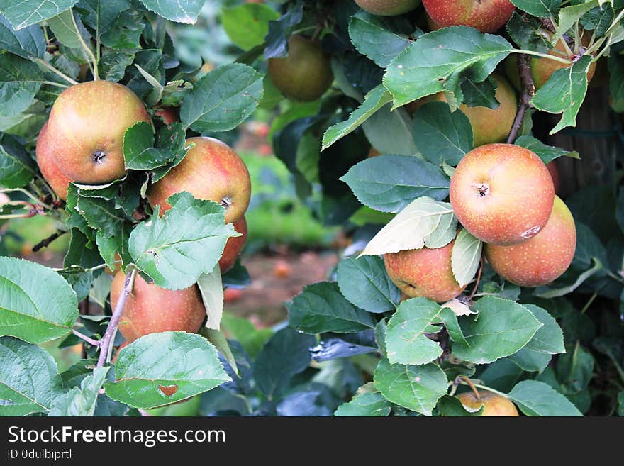 Apples. Fruits of the apple trees. The apple is a deciduous tree. Blossoms are produced in spring simultaneously with the budding of the leaves, and are produced on spurs and some long shoots. The fruit matures in late summer or autumn, and varieties exist with a wide range of sizes. Apples. Fruits of the apple trees. The apple is a deciduous tree. Blossoms are produced in spring simultaneously with the budding of the leaves, and are produced on spurs and some long shoots. The fruit matures in late summer or autumn, and varieties exist with a wide range of sizes.