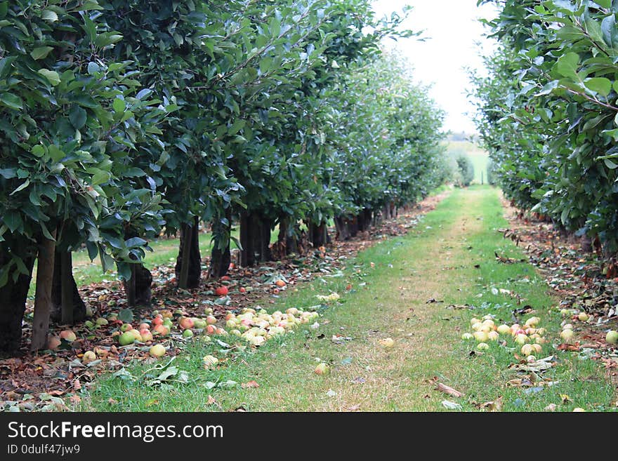 Apples. Fruits of the apple trees. The apple is a deciduous tree. Blossoms are produced in spring simultaneously with the budding of the leaves, and are produced on spurs and some long shoots. The fruit matures in late summer or autumn, and varieties exist with a wide range of sizes. Apples. Fruits of the apple trees. The apple is a deciduous tree. Blossoms are produced in spring simultaneously with the budding of the leaves, and are produced on spurs and some long shoots. The fruit matures in late summer or autumn, and varieties exist with a wide range of sizes.