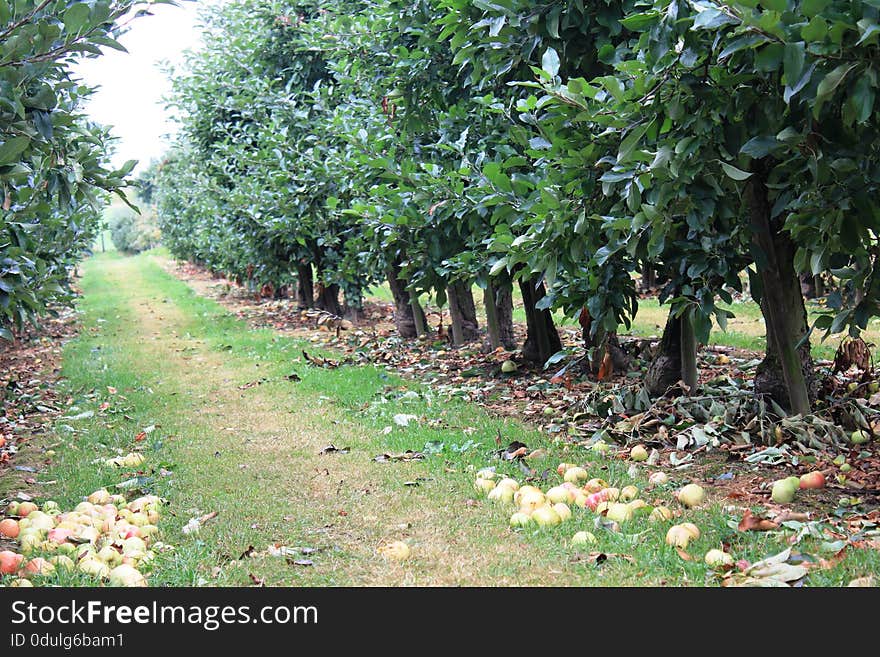 Apples on the tree in Steinsel. Luxembourg