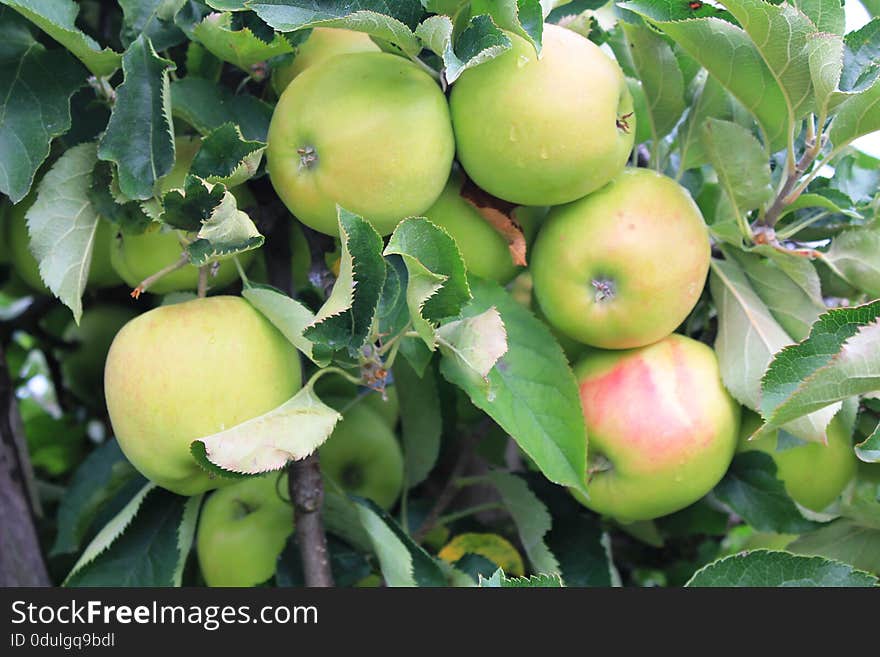 Apples. Fruits of the apple trees. The apple is a deciduous tree. Blossoms are produced in spring simultaneously with the budding of the leaves, and are produced on spurs and some long shoots. The fruit matures in late summer or autumn, and varieties exist with a wide range of sizes. Apples. Fruits of the apple trees. The apple is a deciduous tree. Blossoms are produced in spring simultaneously with the budding of the leaves, and are produced on spurs and some long shoots. The fruit matures in late summer or autumn, and varieties exist with a wide range of sizes.