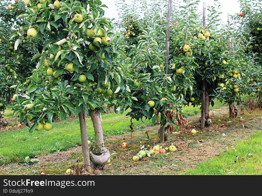 Apples. Fruits of the apple trees. The apple is a deciduous tree. Blossoms are produced in spring simultaneously with the budding of the leaves, and are produced on spurs and some long shoots. The fruit matures in late summer or autumn, and varieties exist with a wide range of sizes. Apples. Fruits of the apple trees. The apple is a deciduous tree. Blossoms are produced in spring simultaneously with the budding of the leaves, and are produced on spurs and some long shoots. The fruit matures in late summer or autumn, and varieties exist with a wide range of sizes.