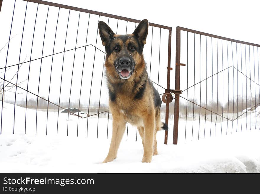 German shepherd dog is guarding an important object in winter. German shepherd dog is guarding an important object in winter