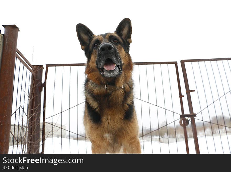 German shepherd dog is guarding an important object in winter. German shepherd dog is guarding an important object in winter