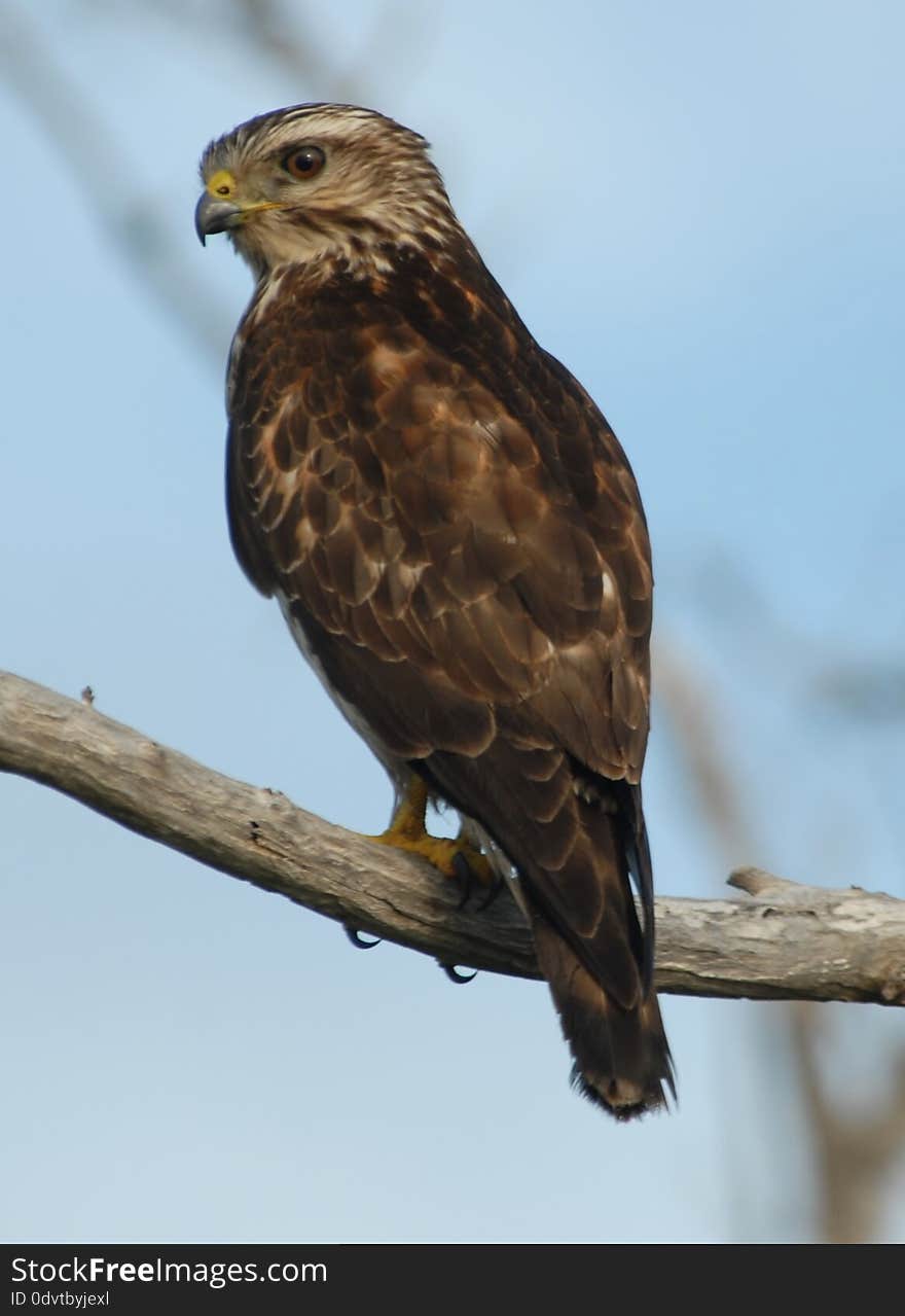 Small Reddish Hawk on Branch