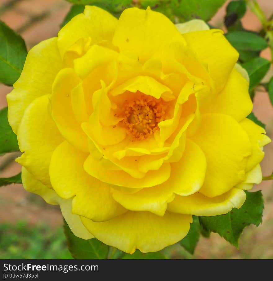 Romaantic single colored garden rose