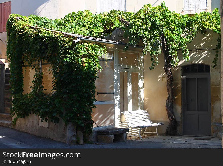 Bench and vines