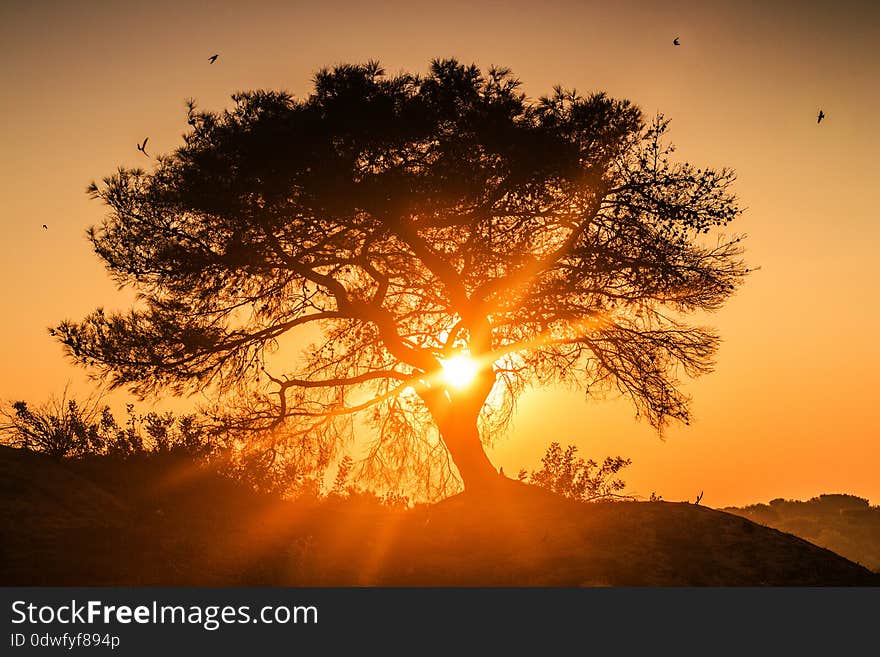 Tree At Sunrise