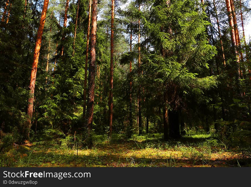 Trees in a forest