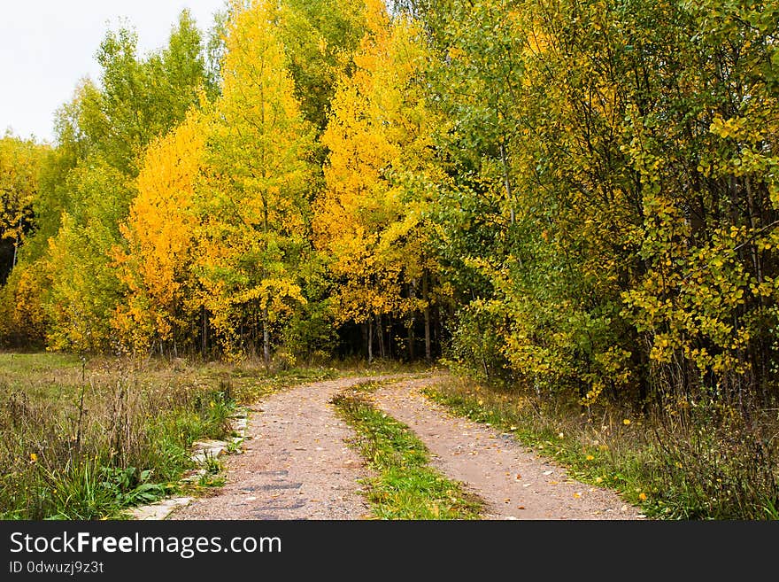 A small road in the forest