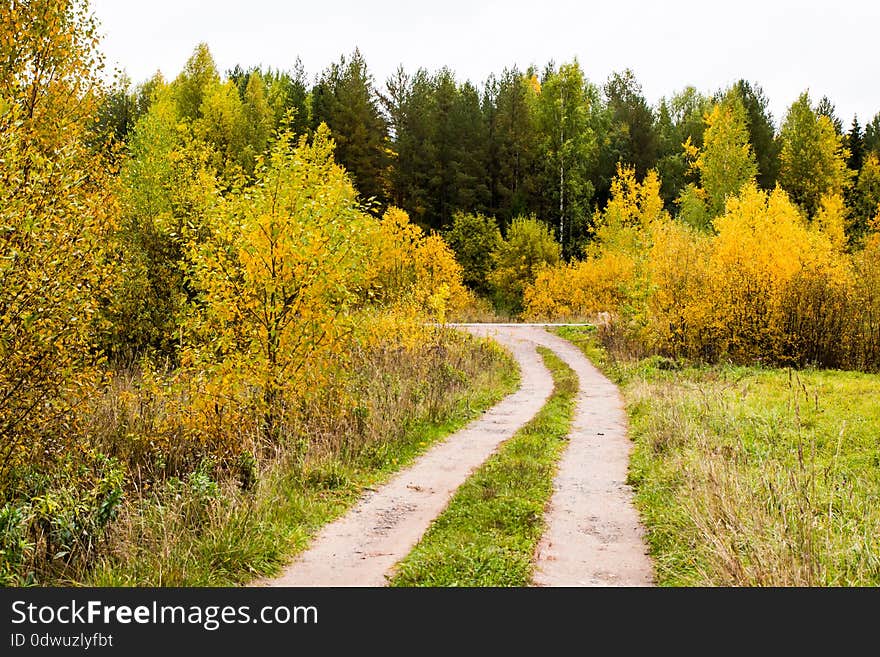 A small road in the forest