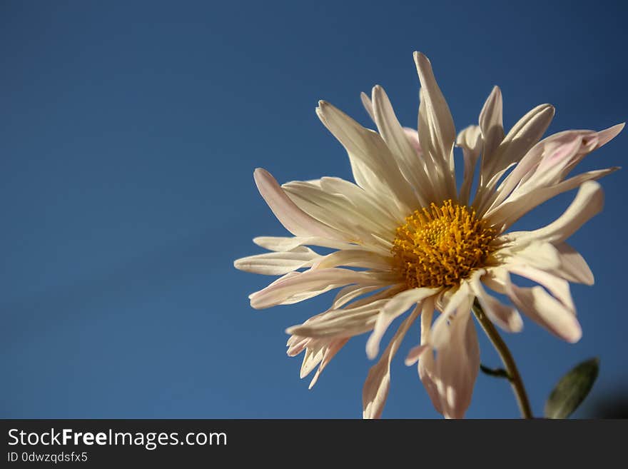 A flower in the field during winter season facing shining of sun with blue sky. A flower in the field during winter season facing shining of sun with blue sky