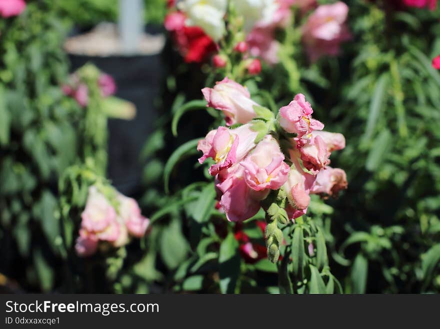 Wilted flowers in the sun