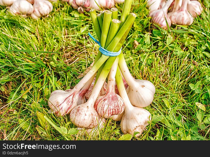 One bundle of garlic lying on the green grass on summer day closeup. One bundle of garlic lying on the green grass on summer day closeup