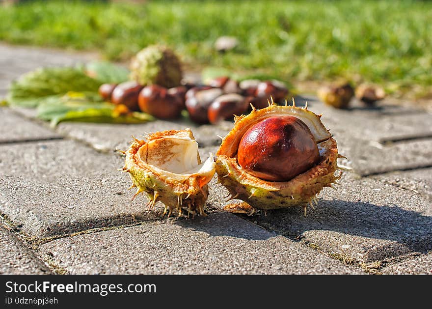 Some chestnuts on the pavement outdoor on sunny day closeup