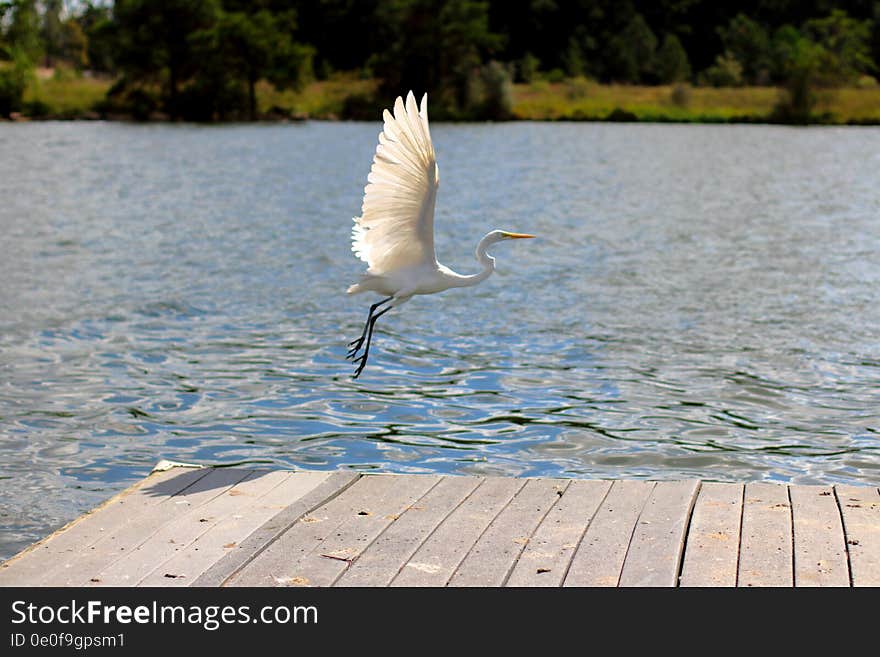 Egret flying over lake with tree in the background and blue sky. Egret flying over lake with tree in the background and blue sky.