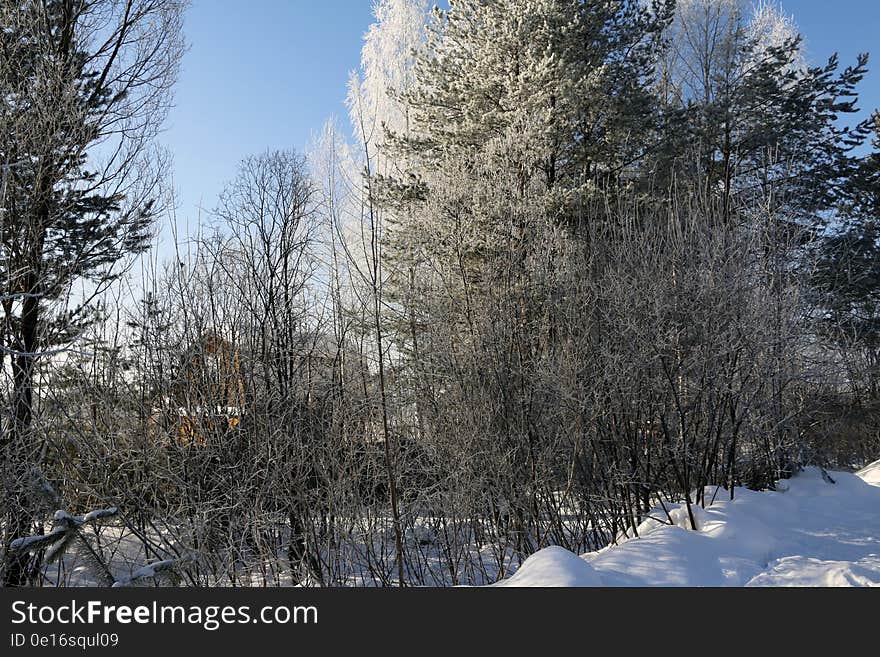 Tree And Snow