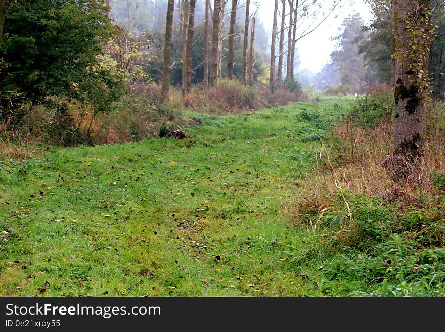 Landscape overview in Leeuwarden forest in autumn. Landscape overview in Leeuwarden forest in autumn