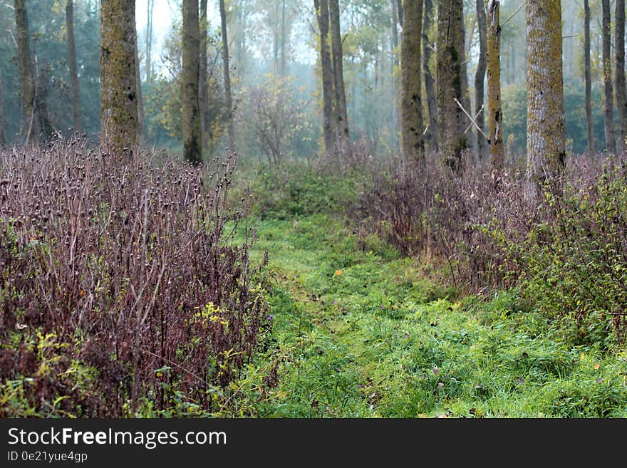 Landscape overview in Leeuwarden forest in autumn. Landscape overview in Leeuwarden forest in autumn