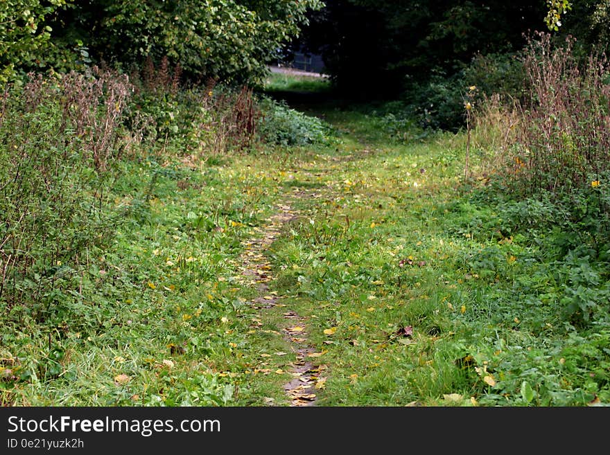 Forest road