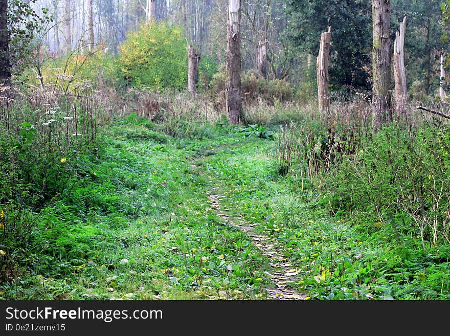 Forest path