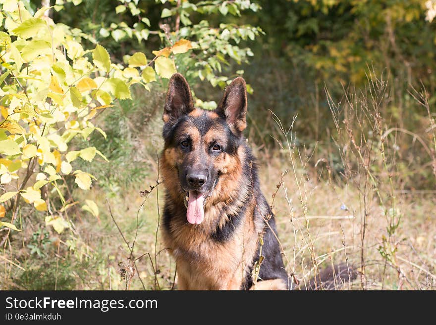 Dog german shepherd in the forest in a nice day