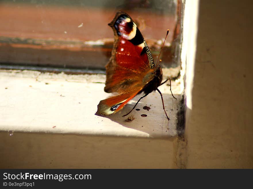 butterfly peacock by window