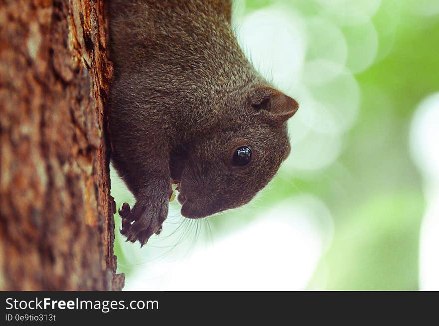 A man is feed a squirrel. A man is feed a squirrel