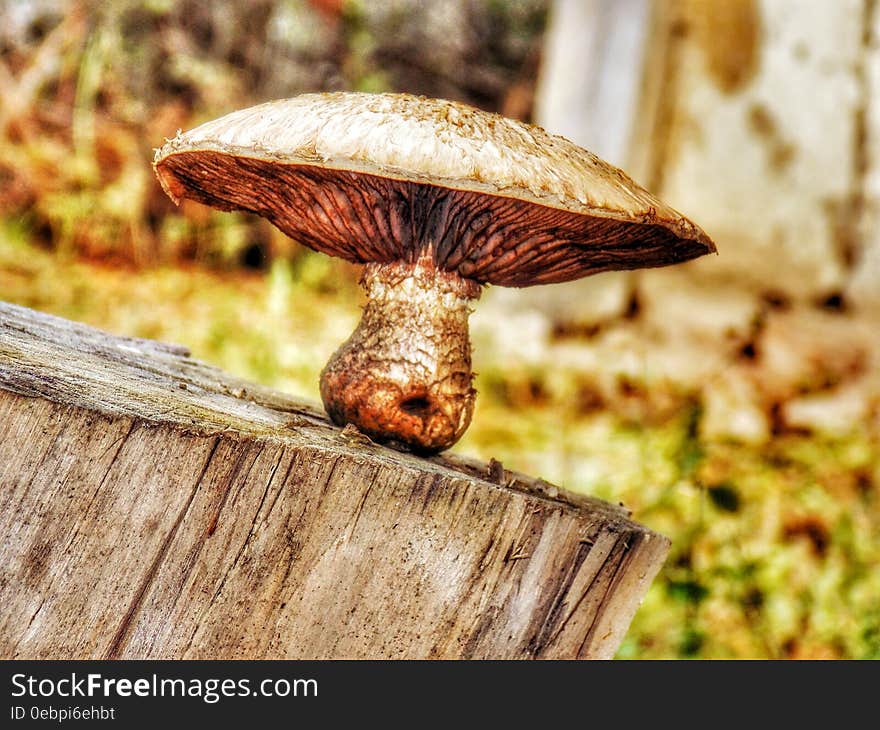 Mushrooms 2