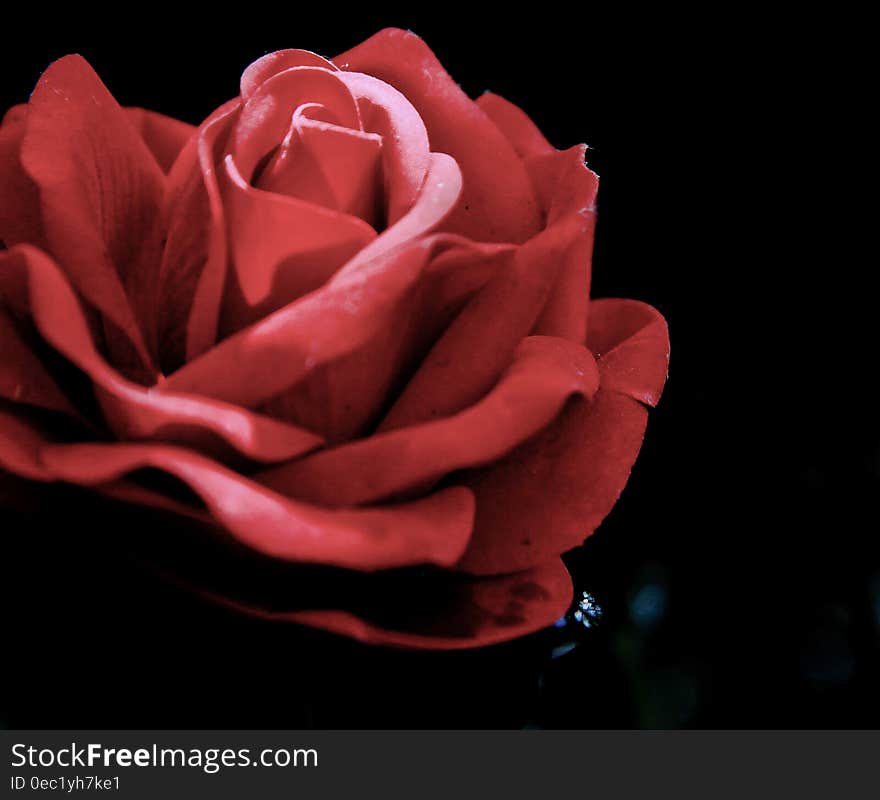 Bright sun shining through single red rose- black background .