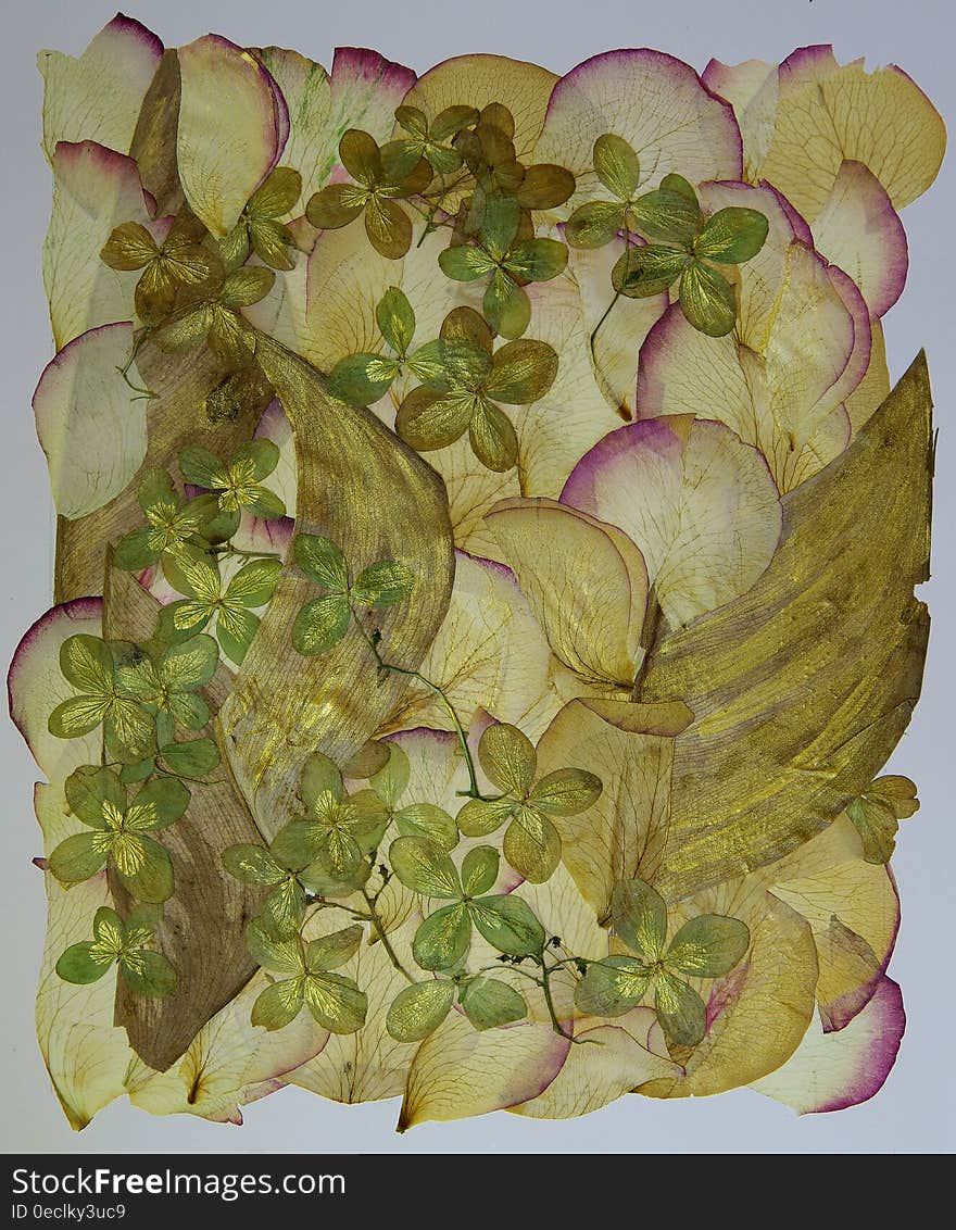 Dried flowers and leaves. Rose petals and hydrangea flowers with gold lacquer. Dried flowers and leaves. Rose petals and hydrangea flowers with gold lacquer