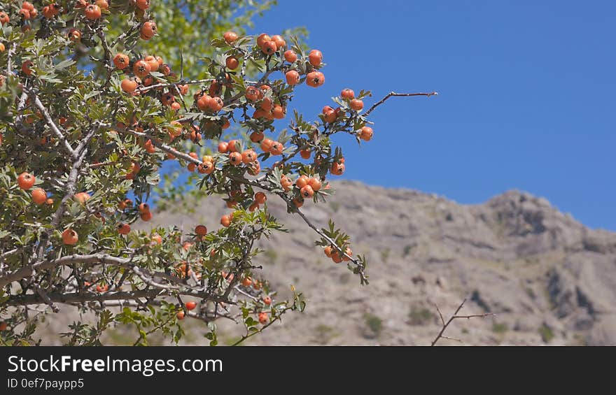 The Bush of hawthorn mountains in the background. Crimea. Zelenogorie 4K