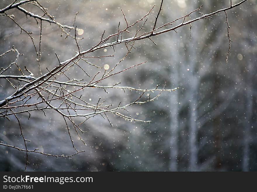 Bare winter branch with light snow