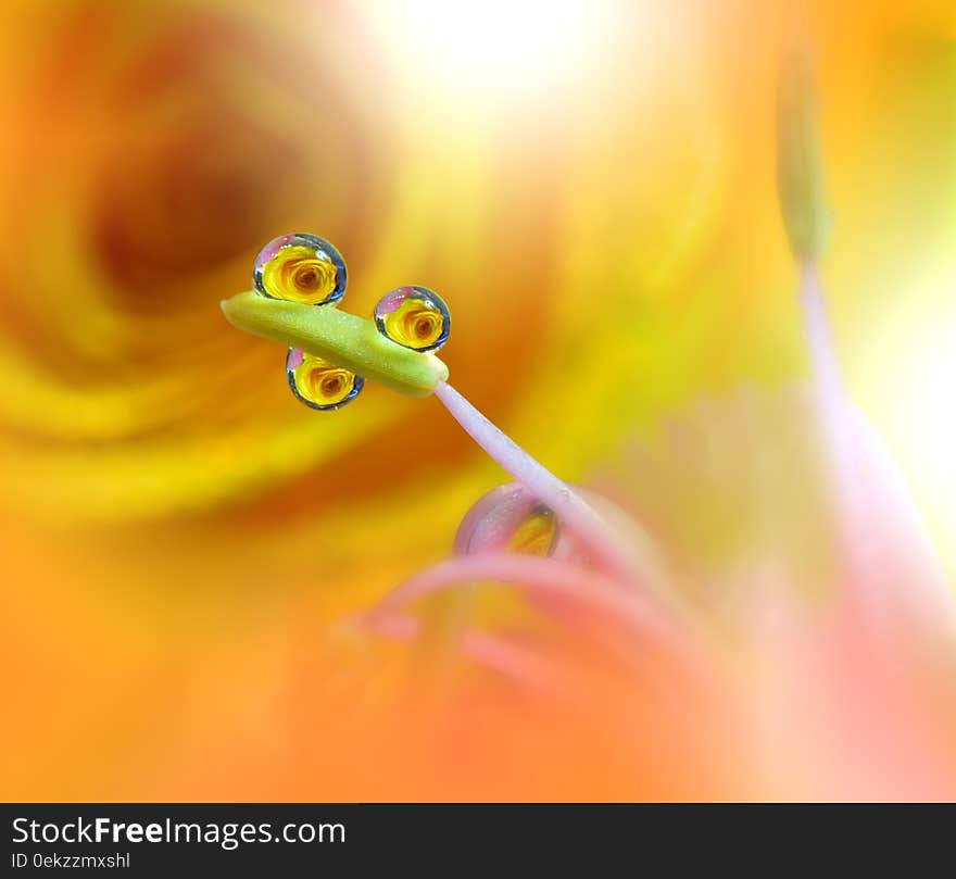 Beautiful Spring Nature Background.Yellow Roses.Colorful Artistic Macro Photography.Orange Background.Abstract Closeup Floral Art.