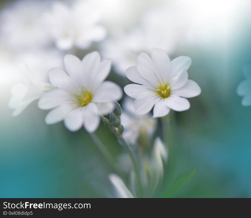 White Flowers on Green background...Postcard. Artistic Background for desktop. White Flowers on Green background...Postcard. Artistic Background for desktop.