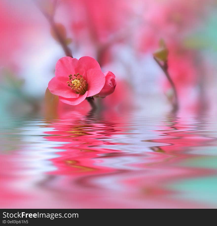 Pink Magic Flower over water...Postcard. Artistic Background for desktop. Spa concept with pink flower isolated . Spa treatment. Spa massage. Wellness spa. Pink Magic Flower over water...Postcard. Artistic Background for desktop. Spa concept with pink flower isolated . Spa treatment. Spa massage. Wellness spa.