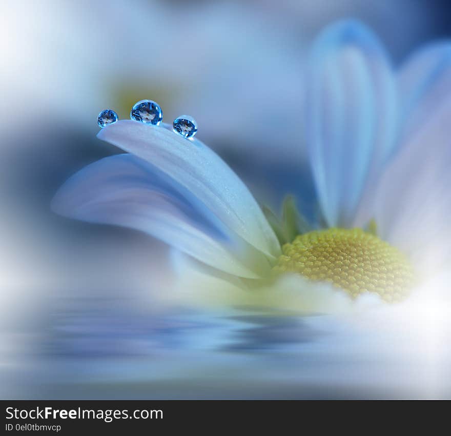 Beautiful flowers reflected in the water, spa concept.Beautiful Nature.Relax. Blue Background with water concept.